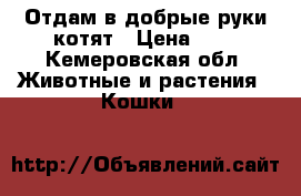   Отдам в добрые руки котят › Цена ­ 1 - Кемеровская обл. Животные и растения » Кошки   